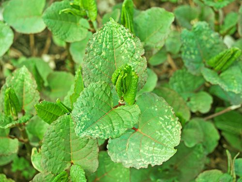 Legal issues with Japanese Knotweed